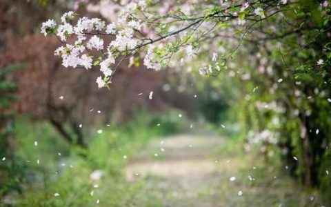 天津柳絮始飞温暖回归 今阵风6级最高温18℃