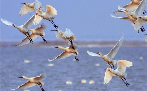 天津野生鸟类达452种 今春16对东方白鹳在北大港湿地筑巢
