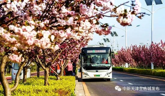 天津这条浪漫“樱花街” 等你打卡