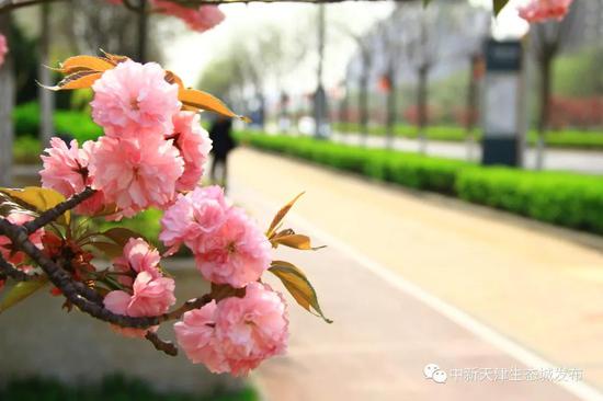 天津这条浪漫“樱花街” 等你打卡