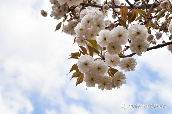 天津这条浪漫“樱花街” 等你打卡