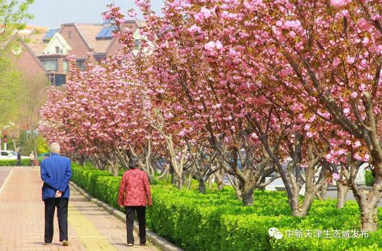 天津这条浪漫“樱花街” 等你打卡