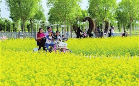 天津西青万亩油菜花田醉游人