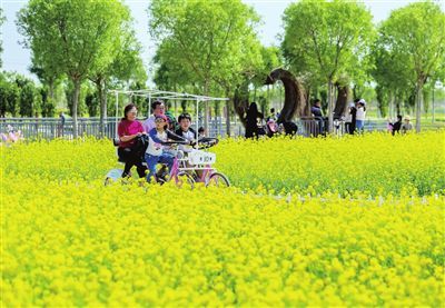 天津西青万亩油菜花田醉游人
