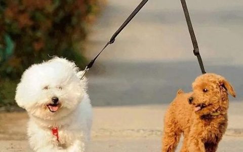 5月起正式实施！ “遛狗不拴绳”涉嫌违法 为了你我 请依法文明养犬