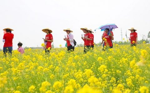 2000余亩油菜花亮相滨城首届健步行活动 小王庄镇田园农游展新颜