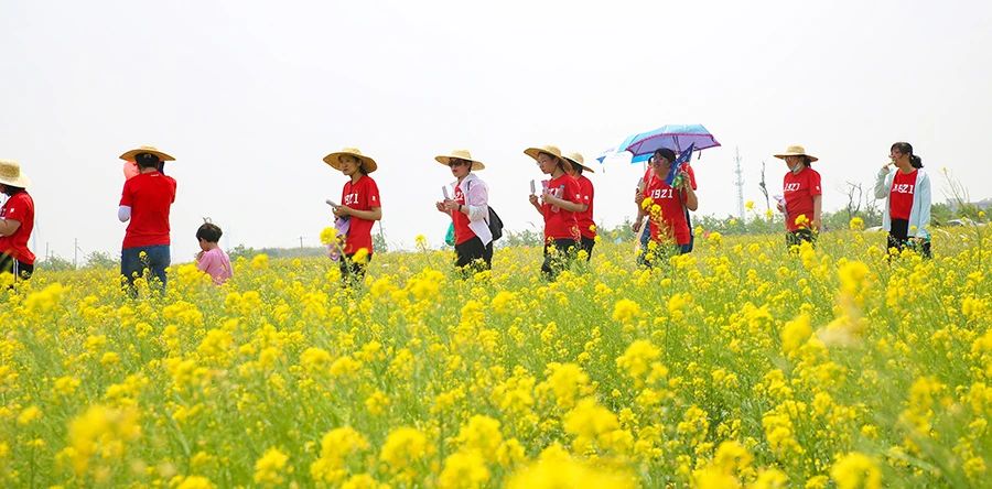 2000余亩油菜花亮相滨城首届健步行活动 小王庄镇田园农游展新颜