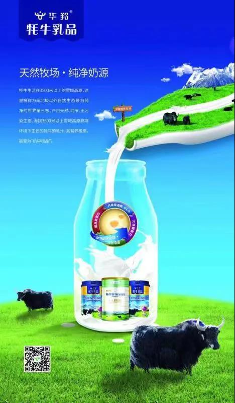 乡村振兴 携手同行 | 每日推荐：来自中国牦牛乳都的奶到底有多香？