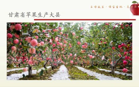 乡村振兴 携手同行 | 每日推荐：丝路上的“红宝石”——泾川苹果