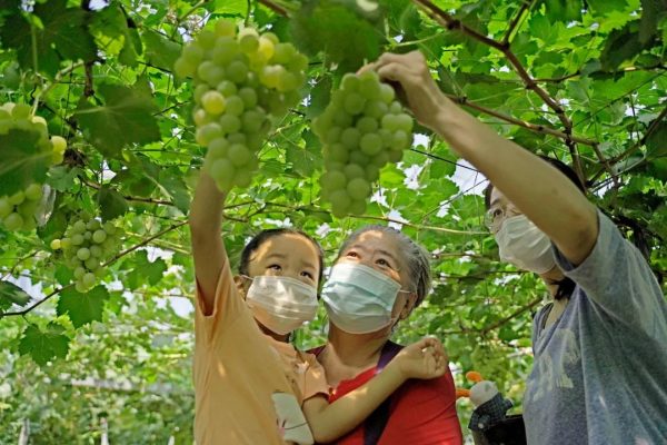 醉人飘香！天津滨城葡萄进入采收旺季