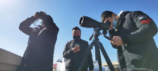 滨海沿海滩涂湿地遇见你——遗鸥