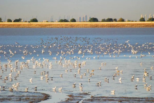 滨海沿海滩涂湿地遇见你——遗鸥