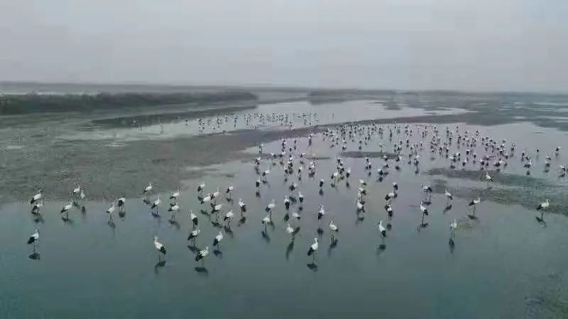 天津滨海新区全力“护航”，让候鸟尽情飞翔