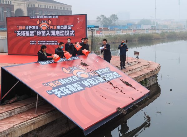 天塔福蟹种苗近日入湖，来年品福蟹！