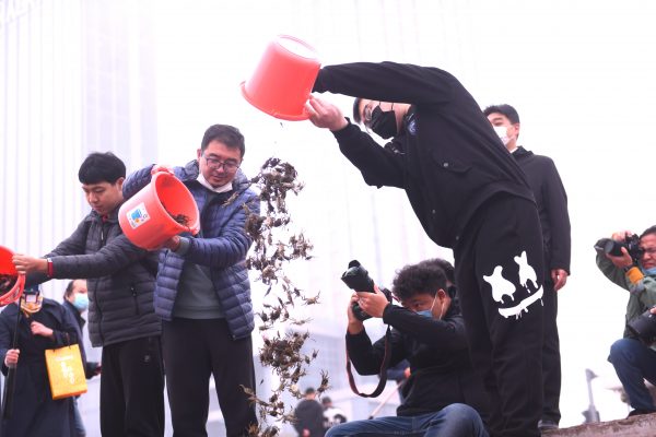 天塔福蟹种苗近日入湖，来年品福蟹！