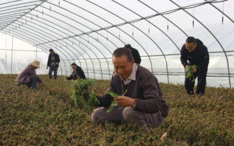 春耕备耕抢农时，津甘两地共同做强宁县金银花产业