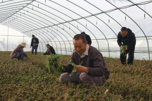 春耕备耕抢农时，津甘两地共同做强宁县金银花产业