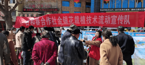 春耕备耕抢农时，津甘两地共同做强宁县金银花产业