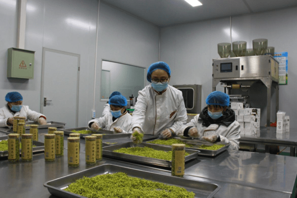 春耕备耕抢农时，津甘两地共同做强宁县金银花产业