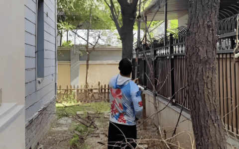 为大树“剪发”？看看一通电话如何“剪除”居民烦恼→