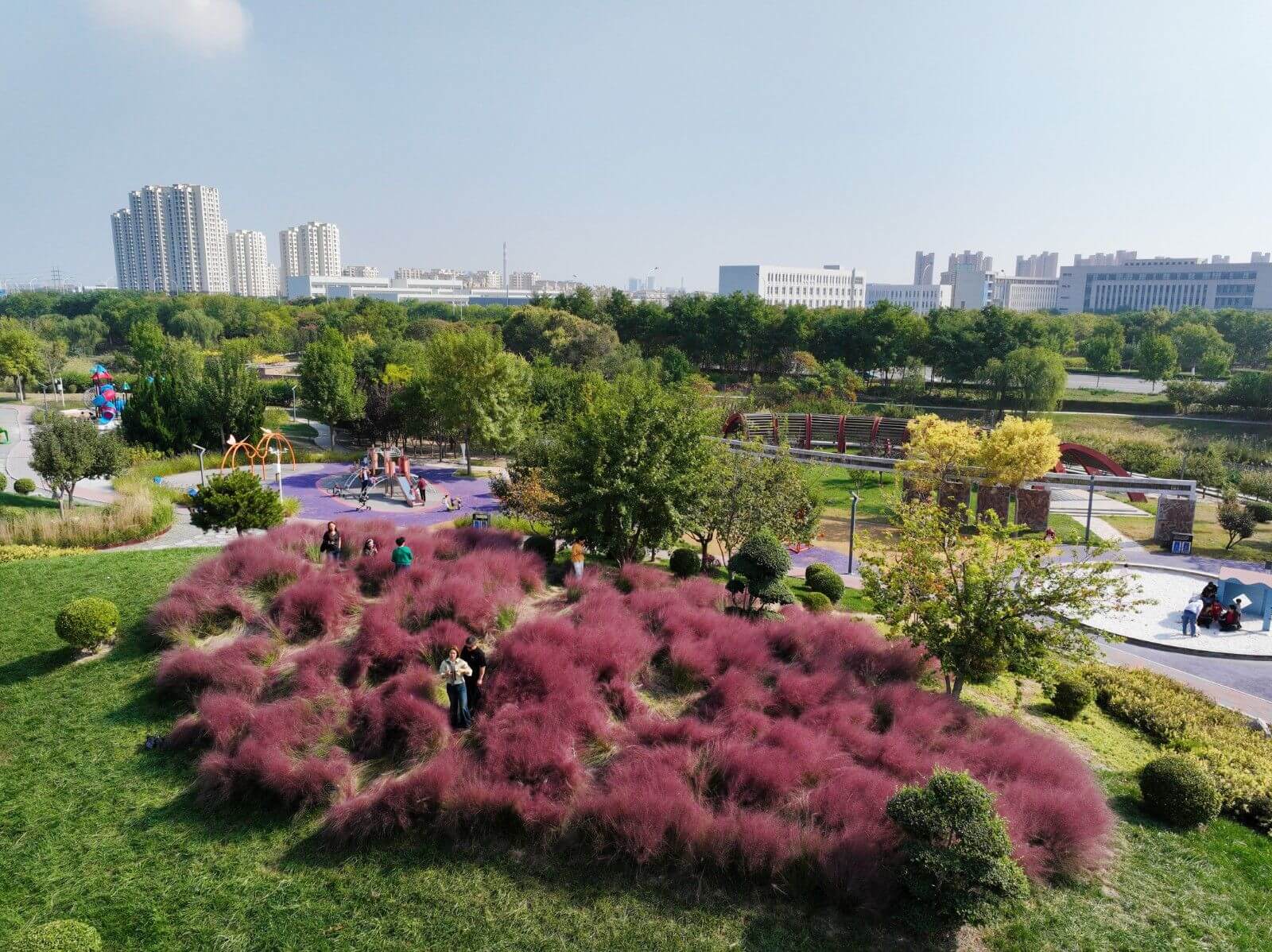 金秋十月 红的、紫的、粉的、黄的......临港湿地公园植物呈现多彩面貌