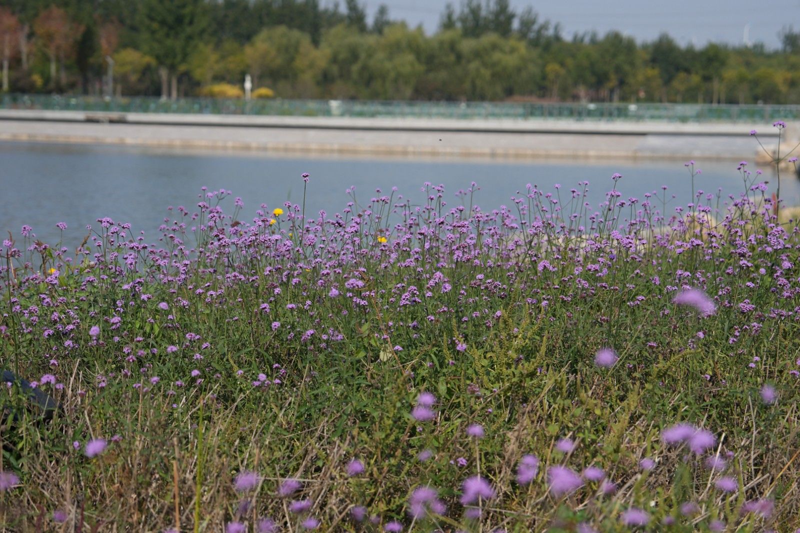 金秋十月 红的、紫的、粉的、黄的......临港湿地公园植物呈现多彩面貌