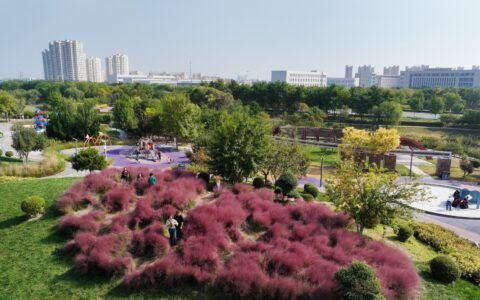 金秋十月 红的、紫的、粉的、黄的......临港湿地公园植物呈现多彩面貌