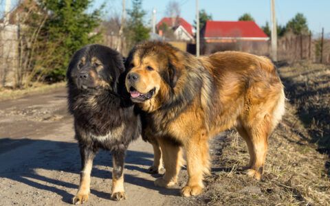 天津建成区这些犬种禁养！发现可举报！