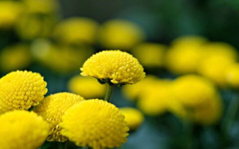 天津市第57届菊花精品展在水上公园开幕
