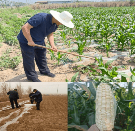 锚定目标 笃行实干 中国银行天津市分行有力有序有效推进驻村帮扶工作