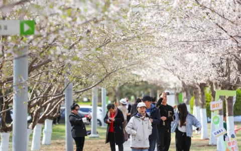 畅游滨城！清明假期超46万人次“到此一游”