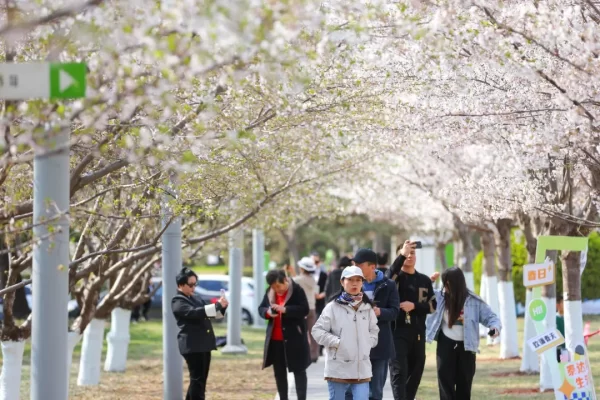 畅游滨城！清明假期超46万人次“到此一游”