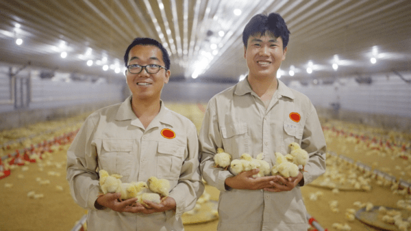 麦当劳中国首推“无笼好鸡”标识，日行千步，来自麦麦农场30多年持续推动行业高质量、绿色的白羽鸡养殖