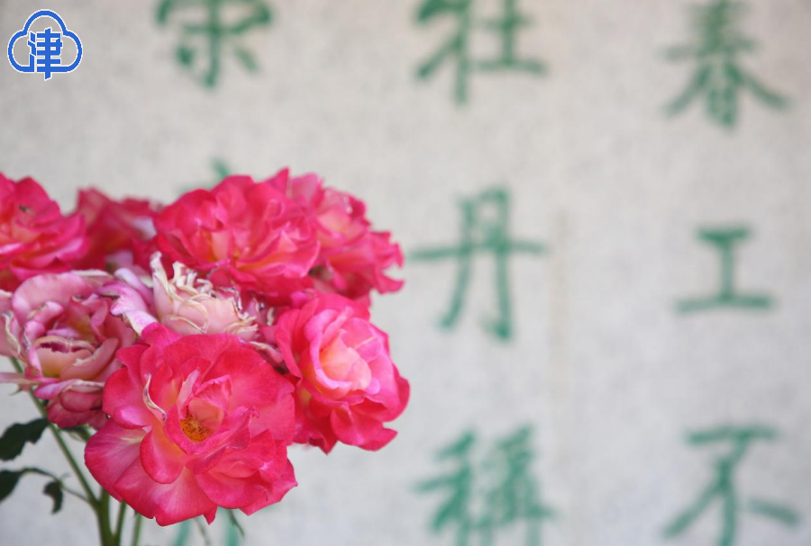 花漾北岸美出圈！河北区这片月季花海，藏着整个初夏的浪漫