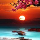 夕阳红的头像