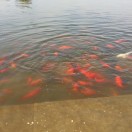 大海的头像